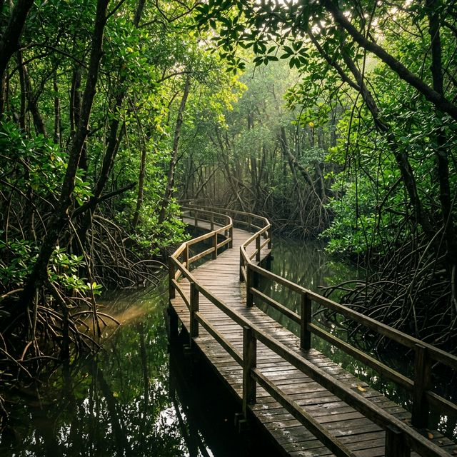 Mangrove Trails - 1